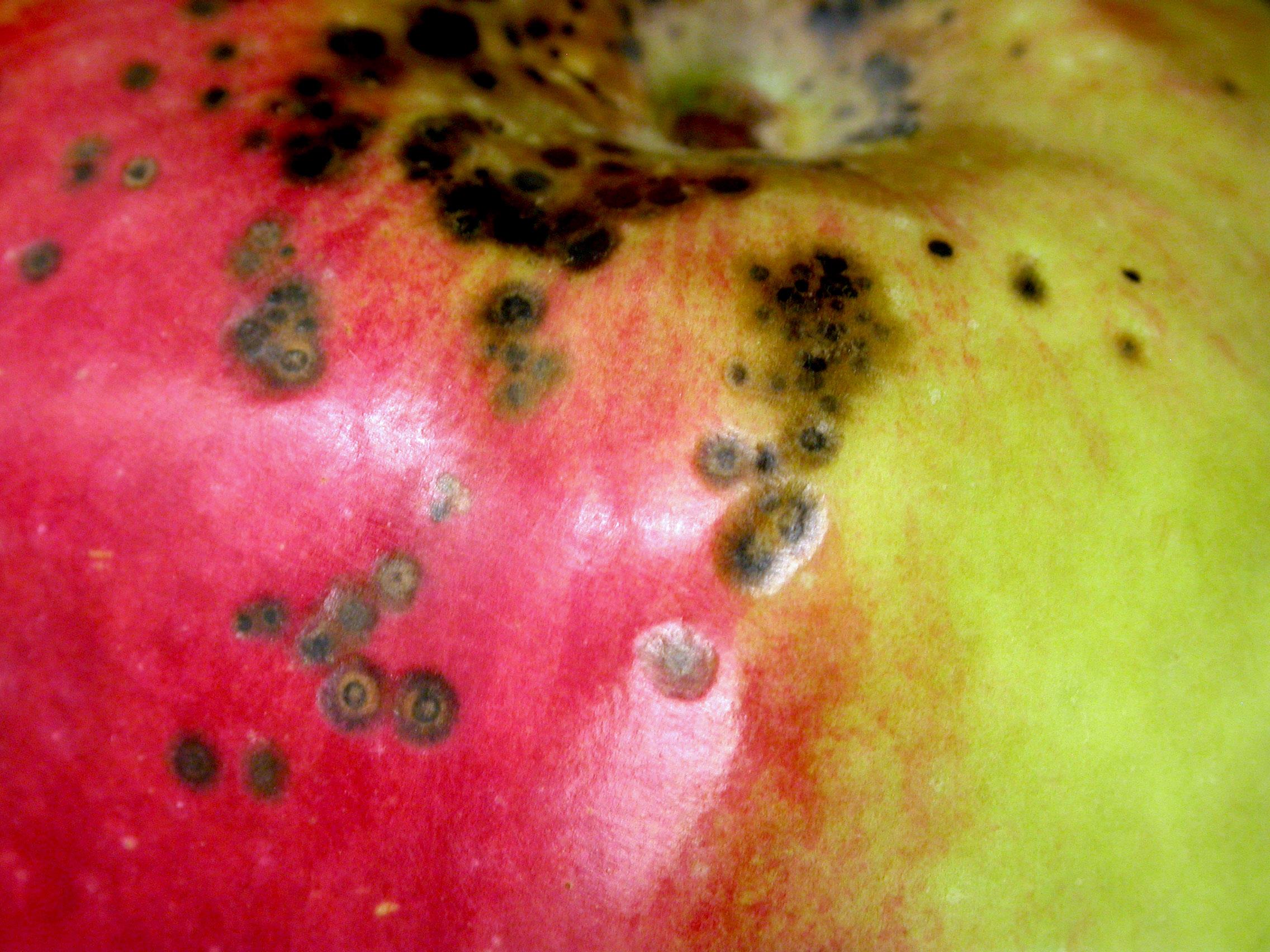 Laboratoire d'expertise et de diagnostic en phytoprotection - MAPAQ
