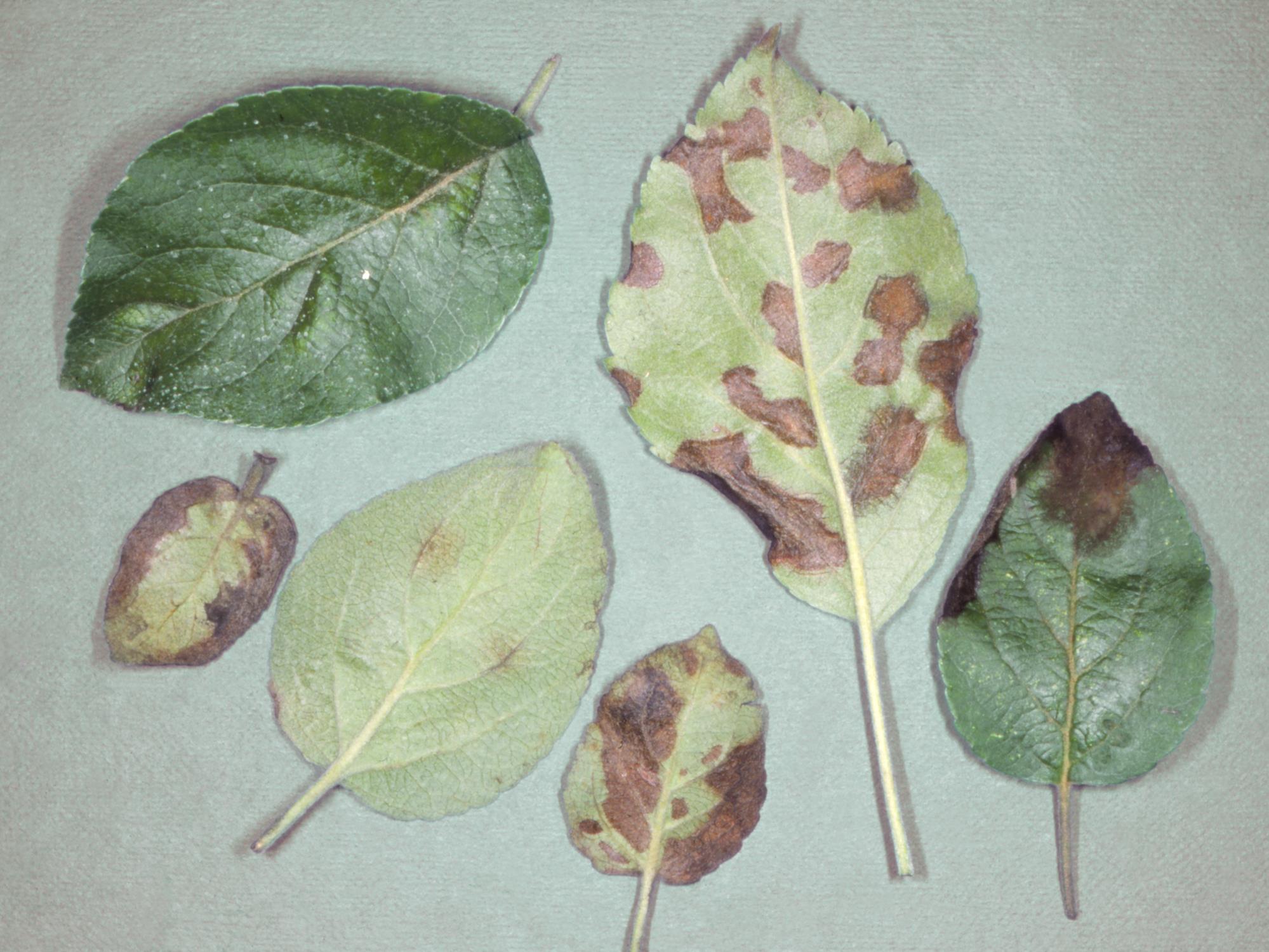 Laboratoire d'expertise et de diagnostic en phytoprotection - MAPAQ