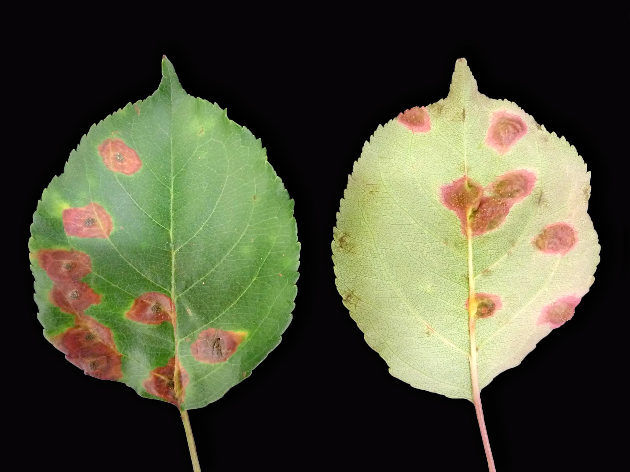 Laboratoire d'expertise et de diagnostic en phytoprotection - MAPAQ