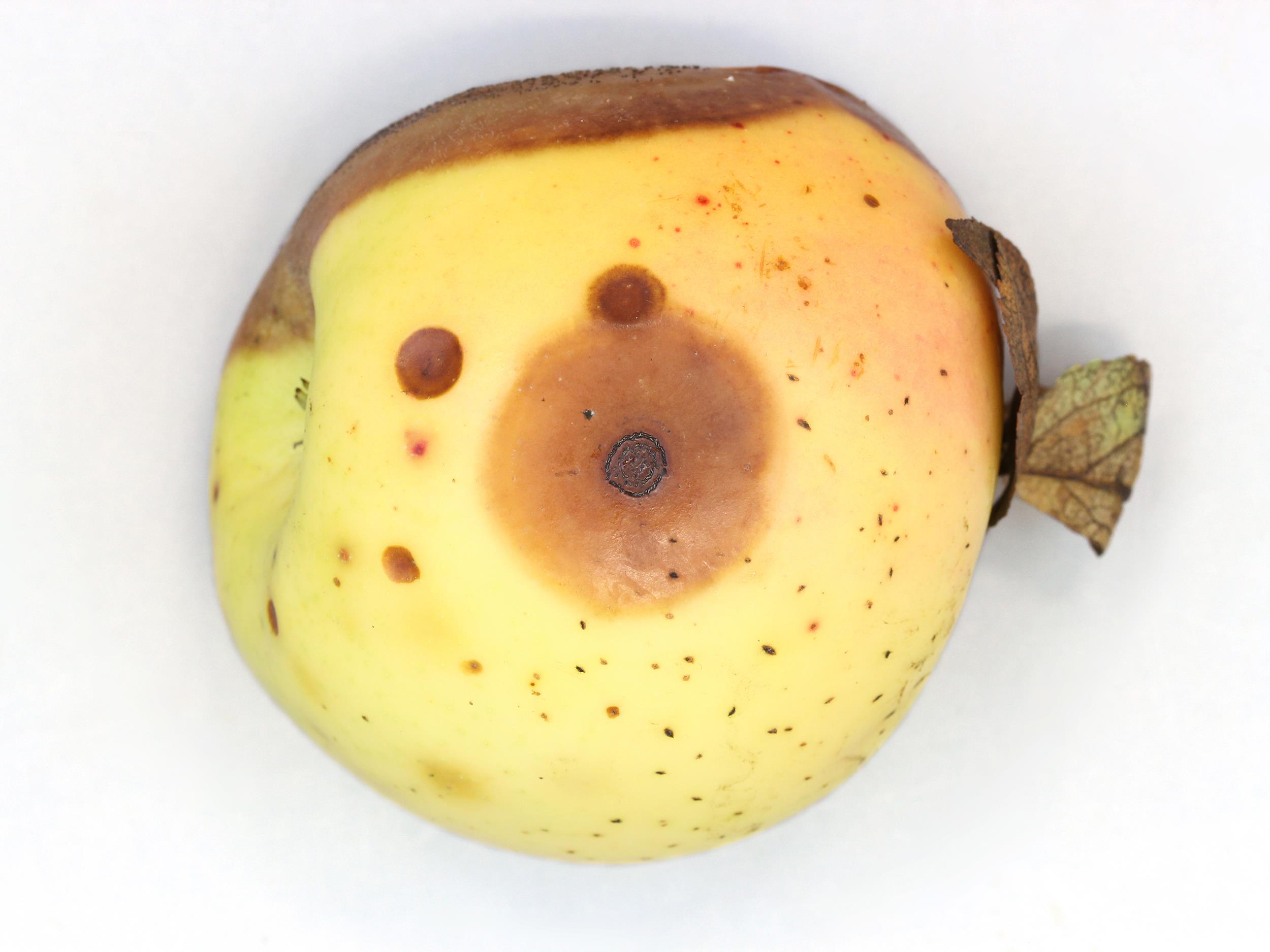 Laboratoire d'expertise et de diagnostic en phytoprotection - MAPAQ