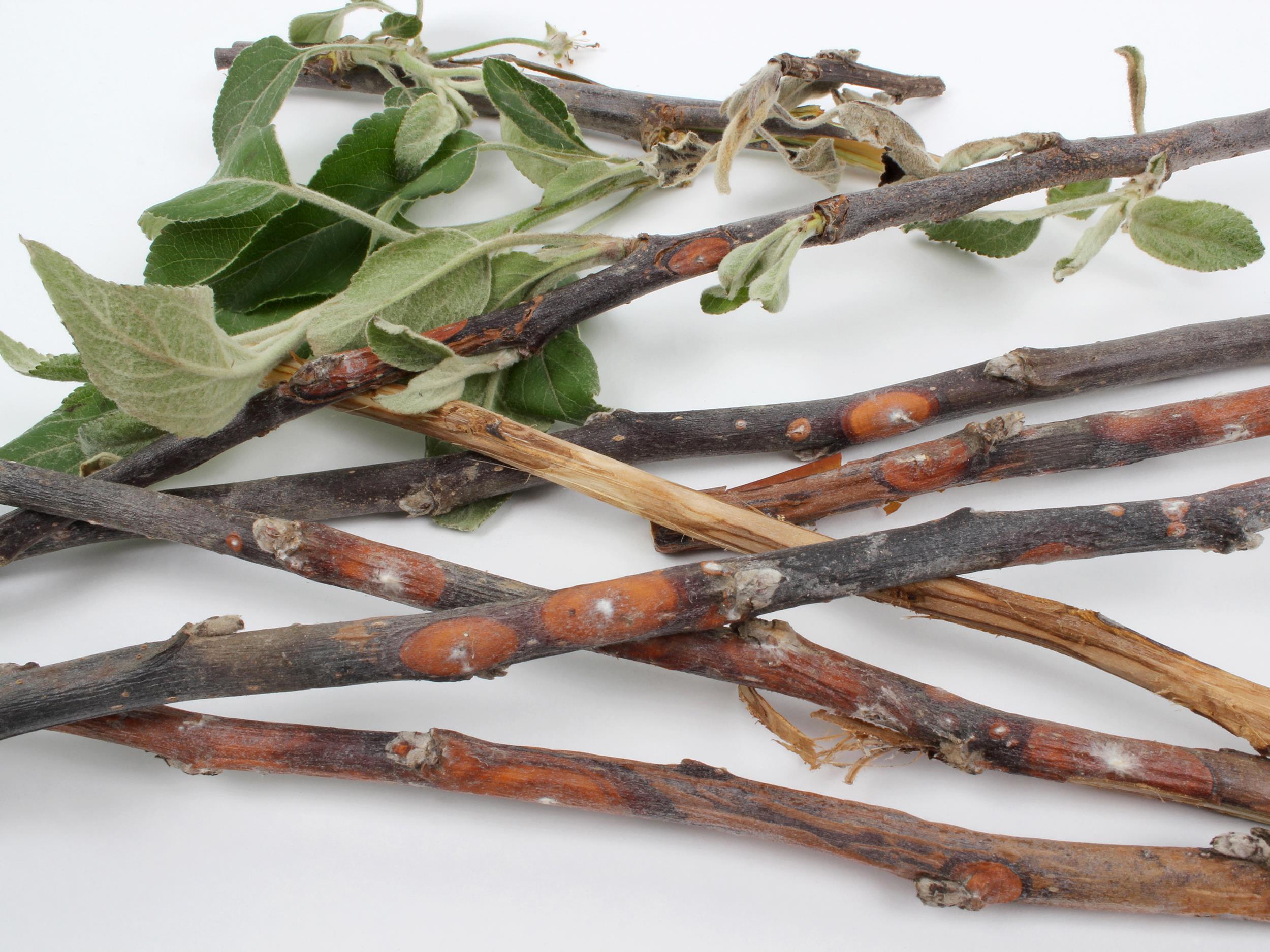 Laboratoire d'expertise et de diagnostic en phytoprotection - MAPAQ