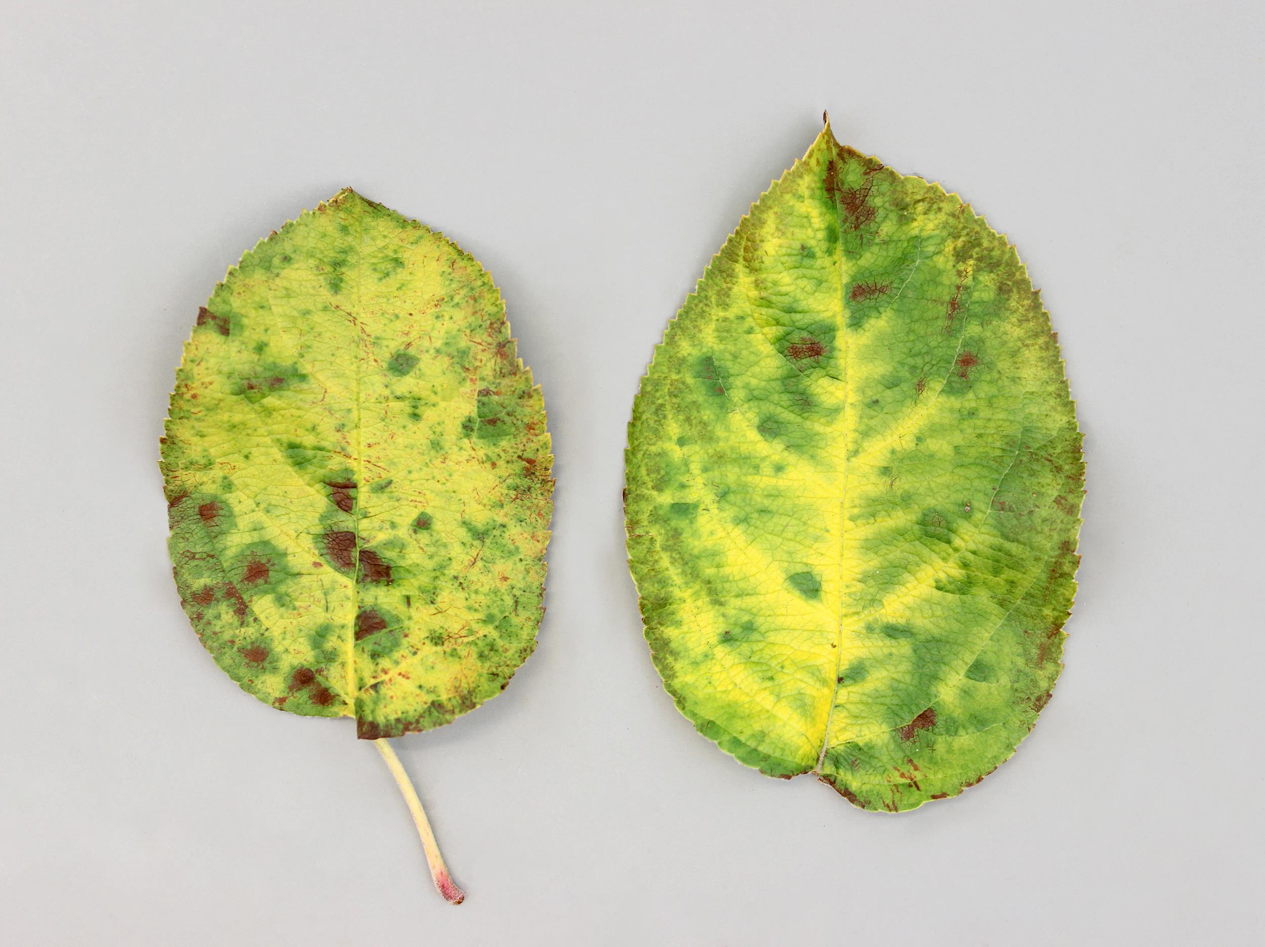 Laboratoire d'expertise et de diagnostic en phytoprotection - MAPAQ