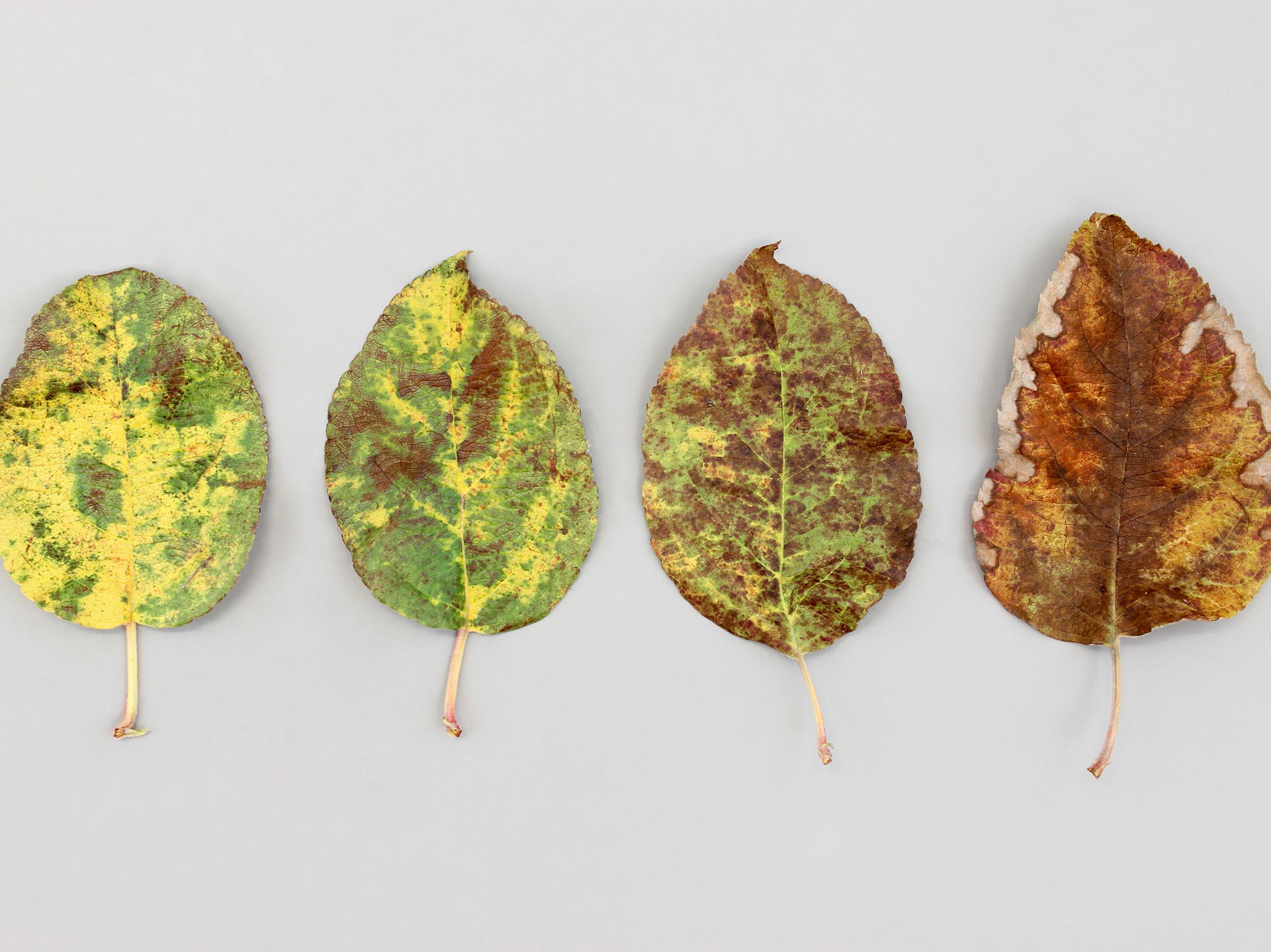 Laboratoire d'expertise et de diagnostic en phytoprotection - MAPAQ