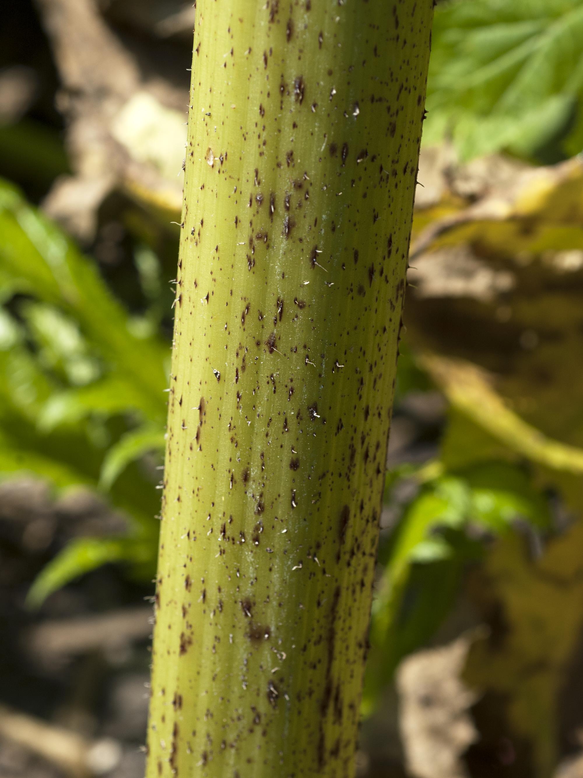 Laboratoire d'expertise et de diagnostic en phytoprotection - MAPAQ