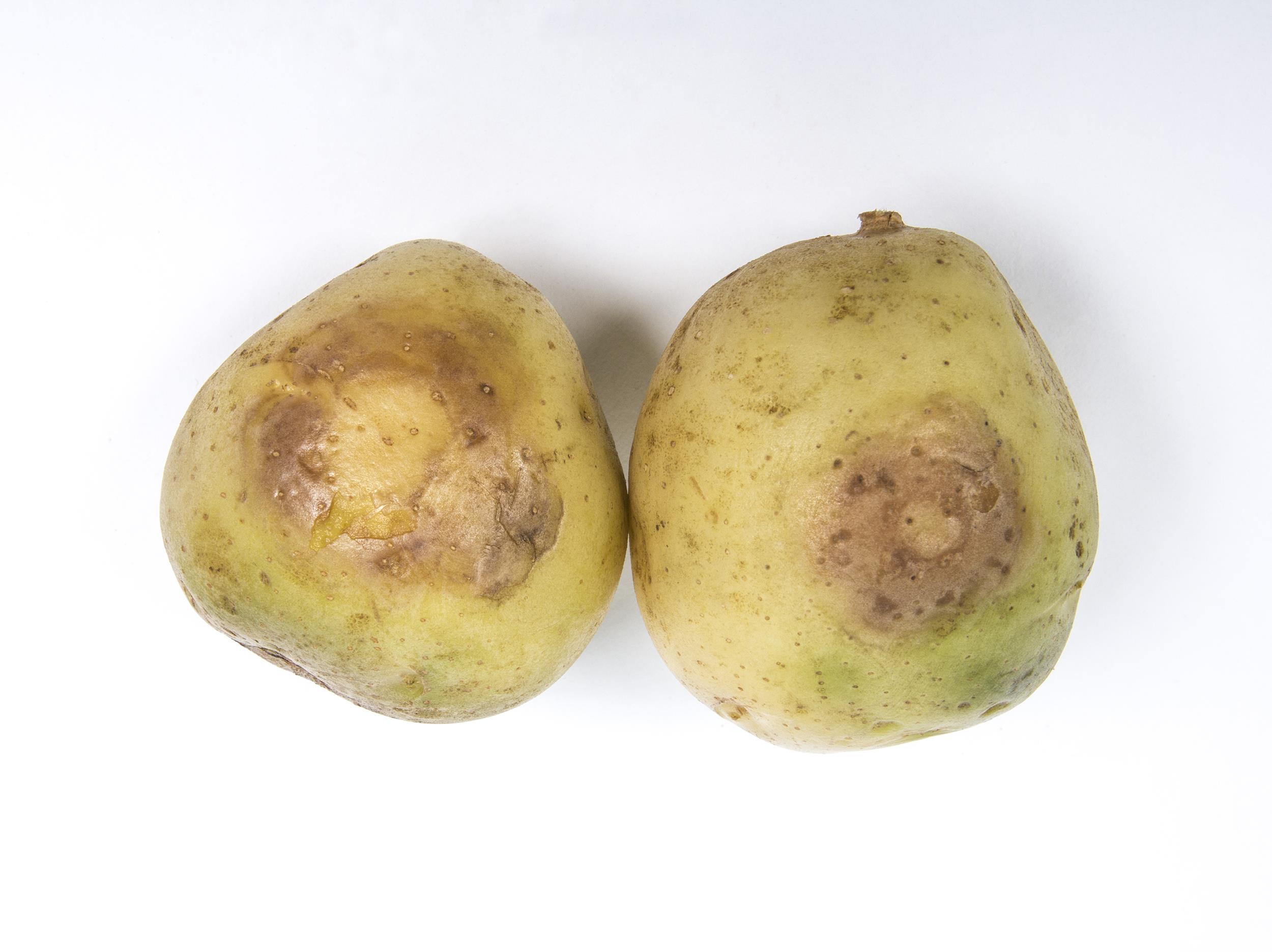 IRIIS phytoprotection Fiche technique, Virus Y de la pomme de terre (PVY) Pomme de terre