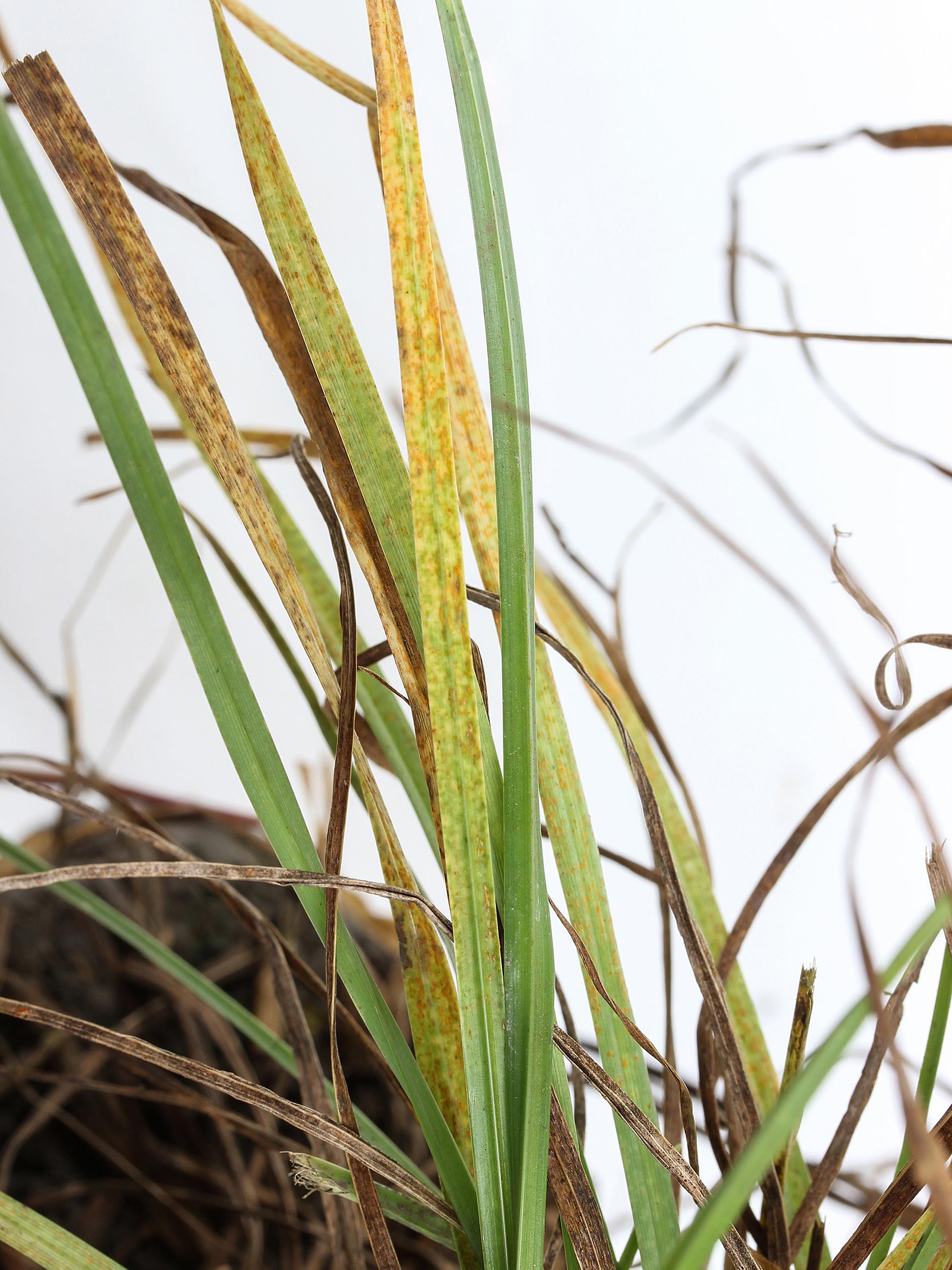 Laboratoire d'expertise et de diagnostic en phytoprotection - MAPAQ