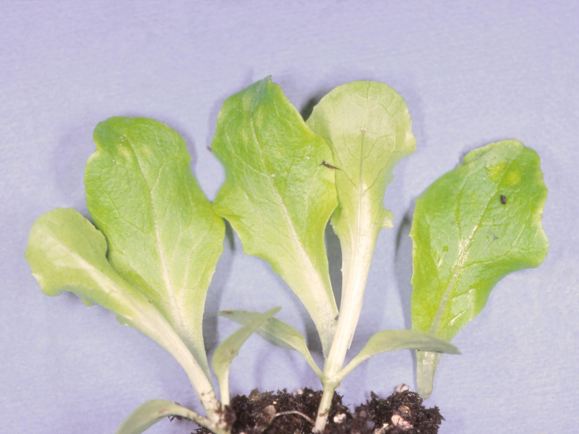 Laboratoire d'expertise et de diagnostic en phytoprotection - MAPAQ