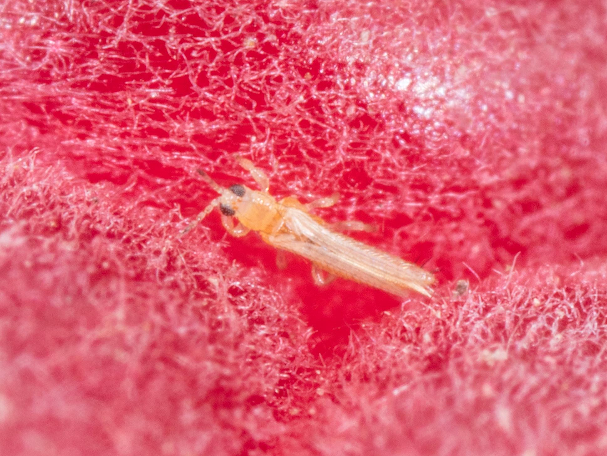 Laboratoire d'expertise et de diagnostic en phytoprotection - MAPAQ