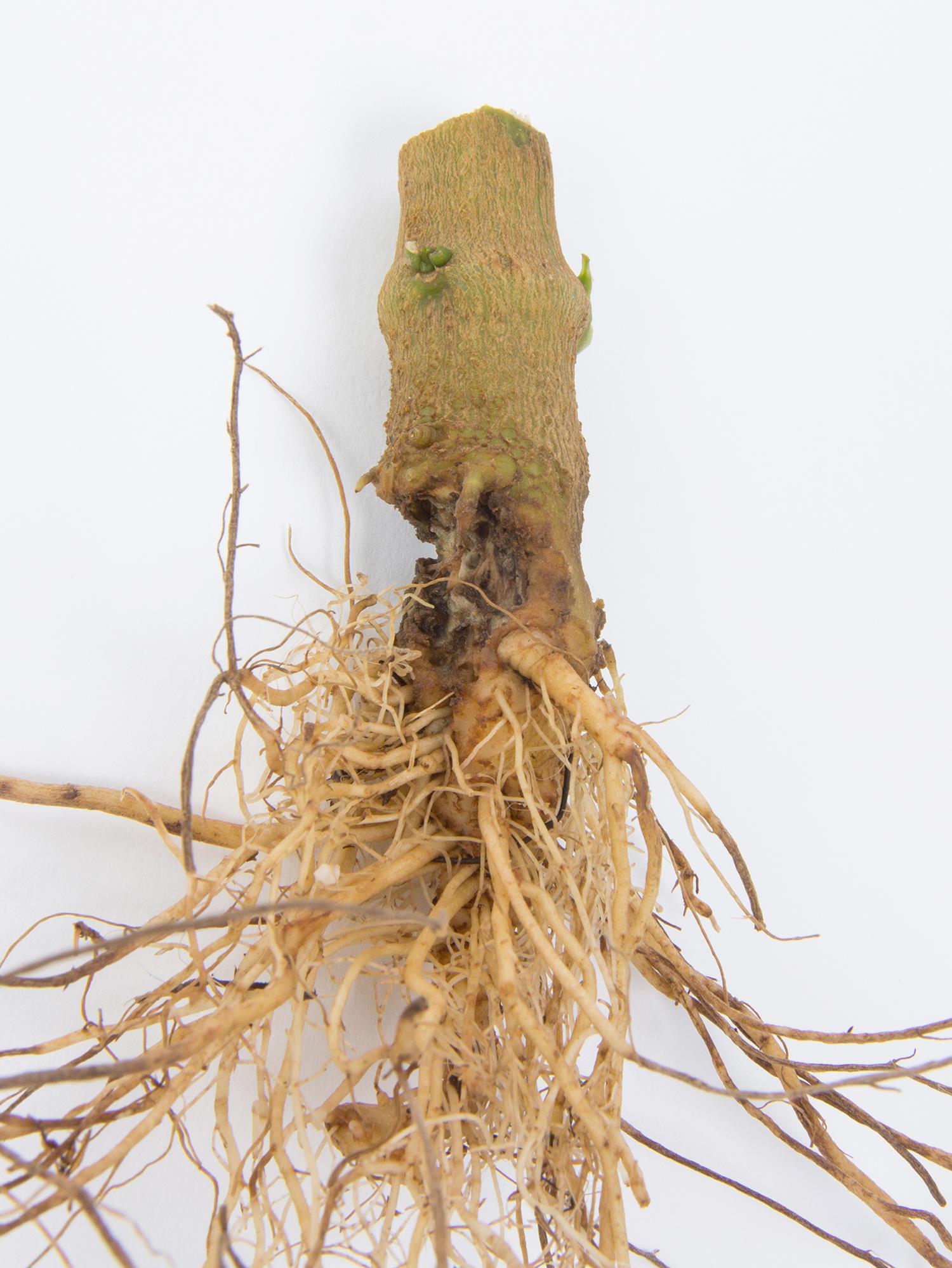 Laboratoire d'expertise et de diagnostic en phytoprotection - MAPAQ