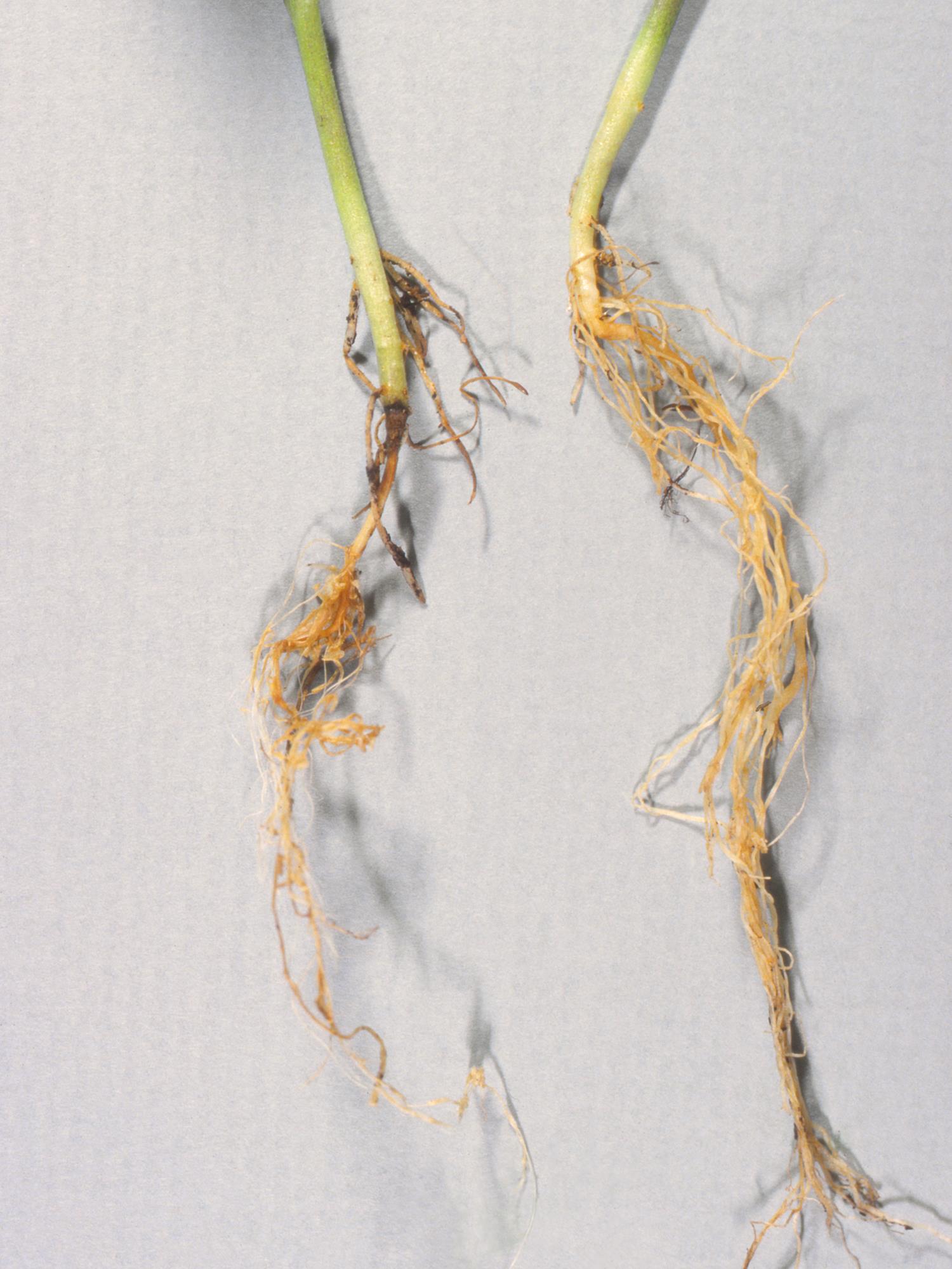 Laboratoire d'expertise et de diagnostic en phytoprotection - MAPAQ