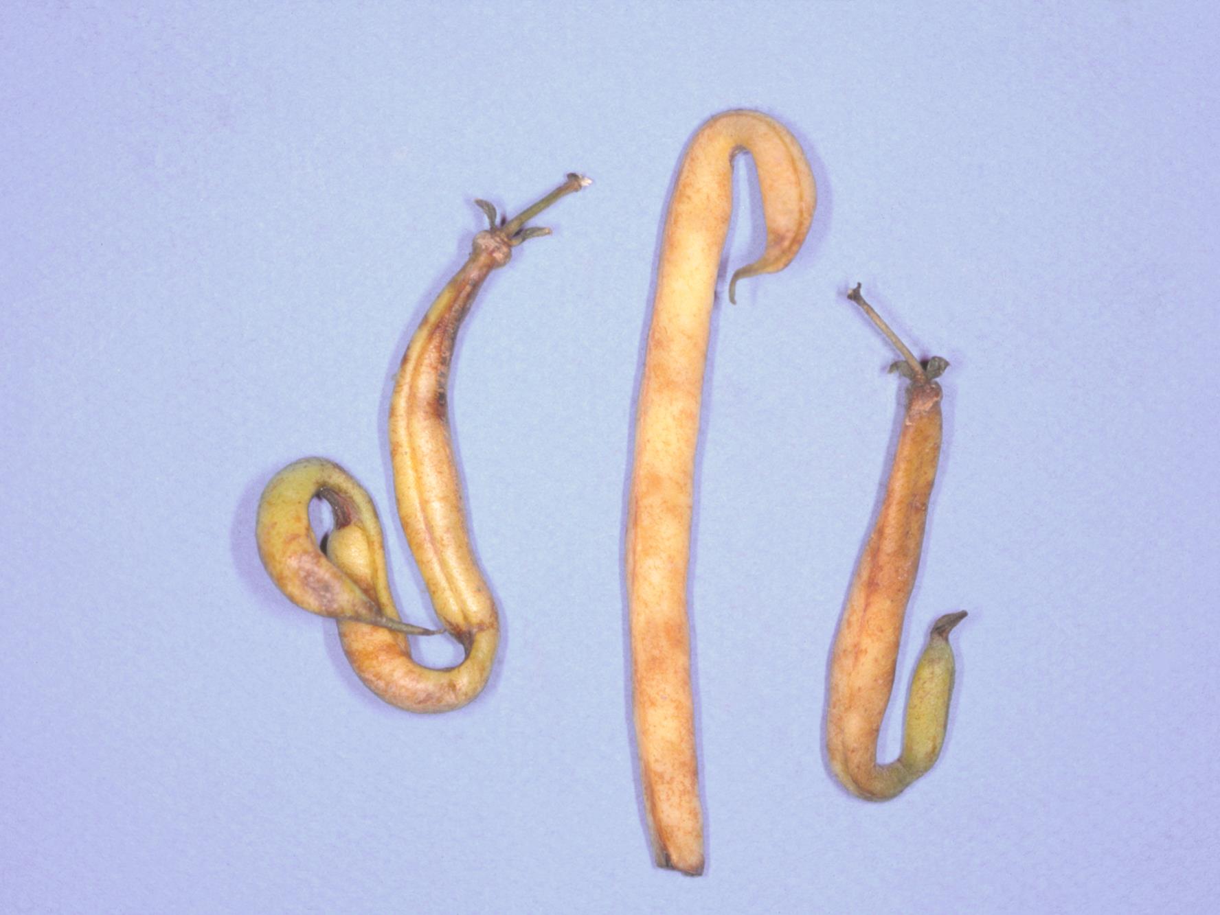 Laboratoire d'expertise et de diagnostic en phytoprotection - MAPAQ