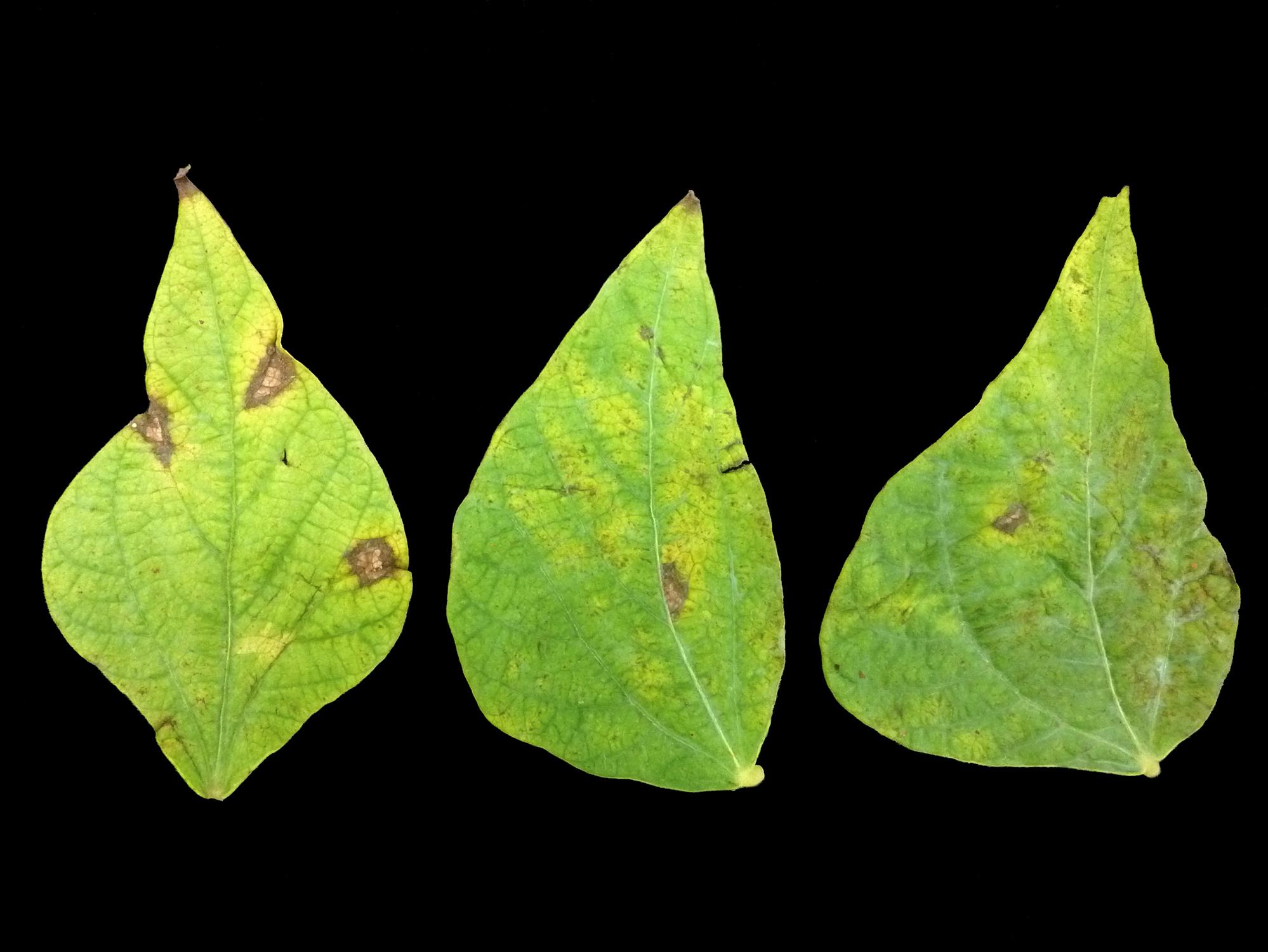 Laboratoire d'expertise et de diagnostic en phytoprotection - MAPAQ