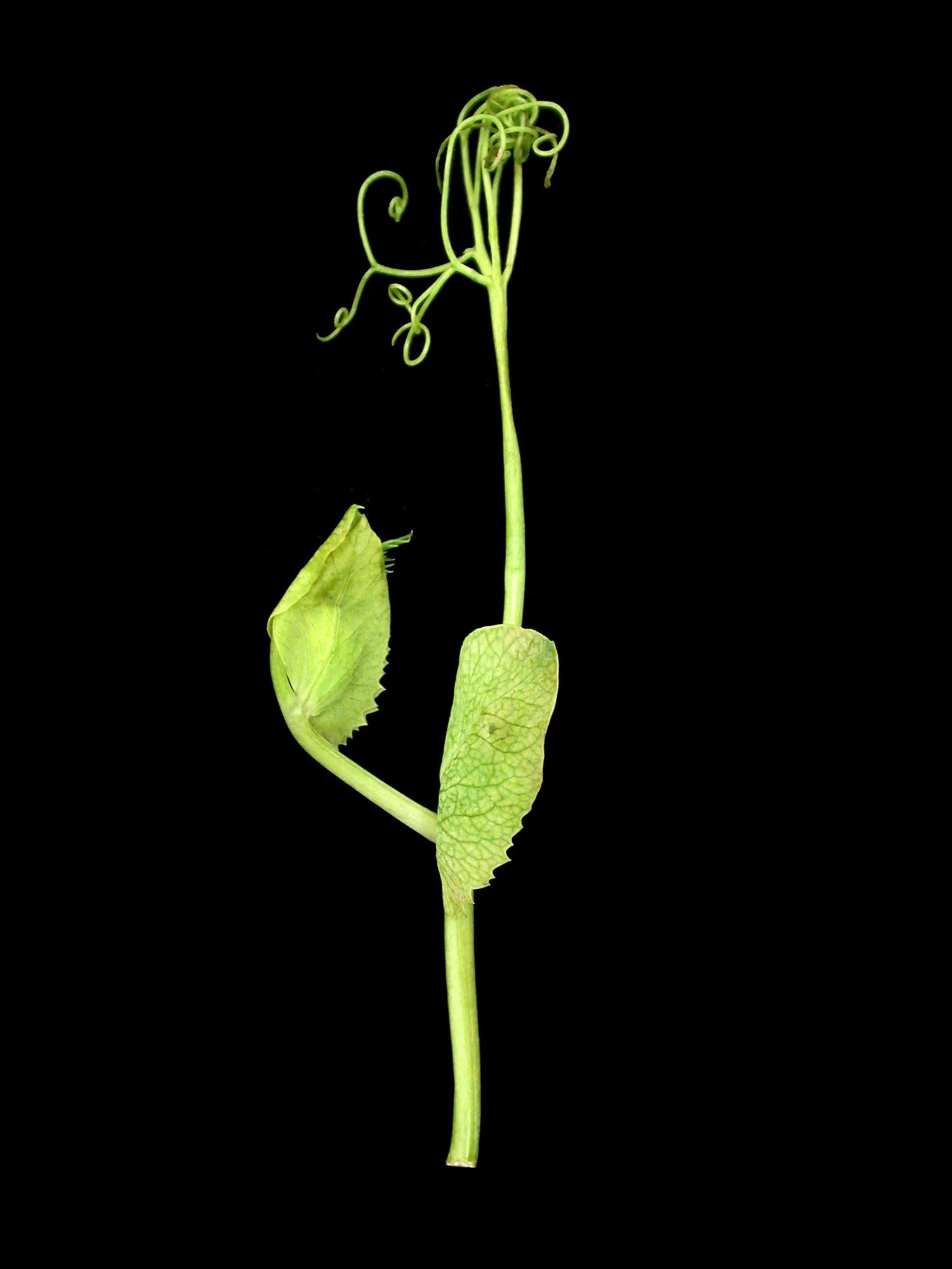 Laboratoire d'expertise et de diagnostic en phytoprotection - MAPAQ