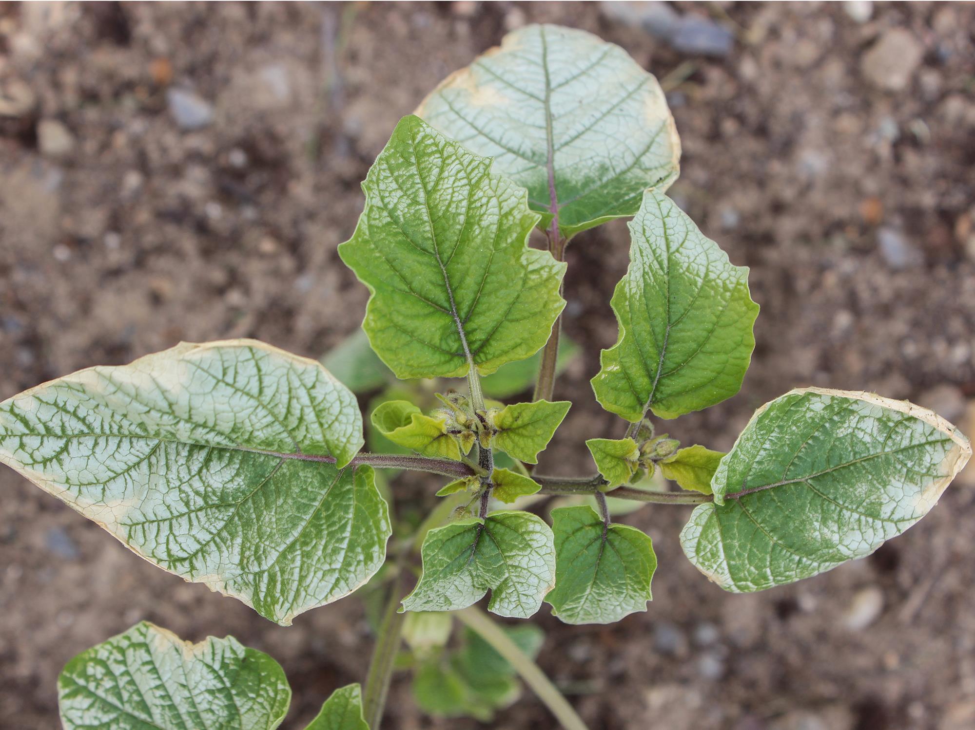 Laboratoire d'expertise et de diagnostic en phytoprotection - MAPAQ