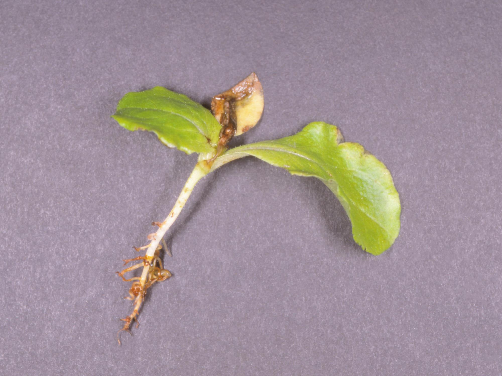 Laboratoire d'expertise et de diagnostic en phytoprotection - MAPAQ