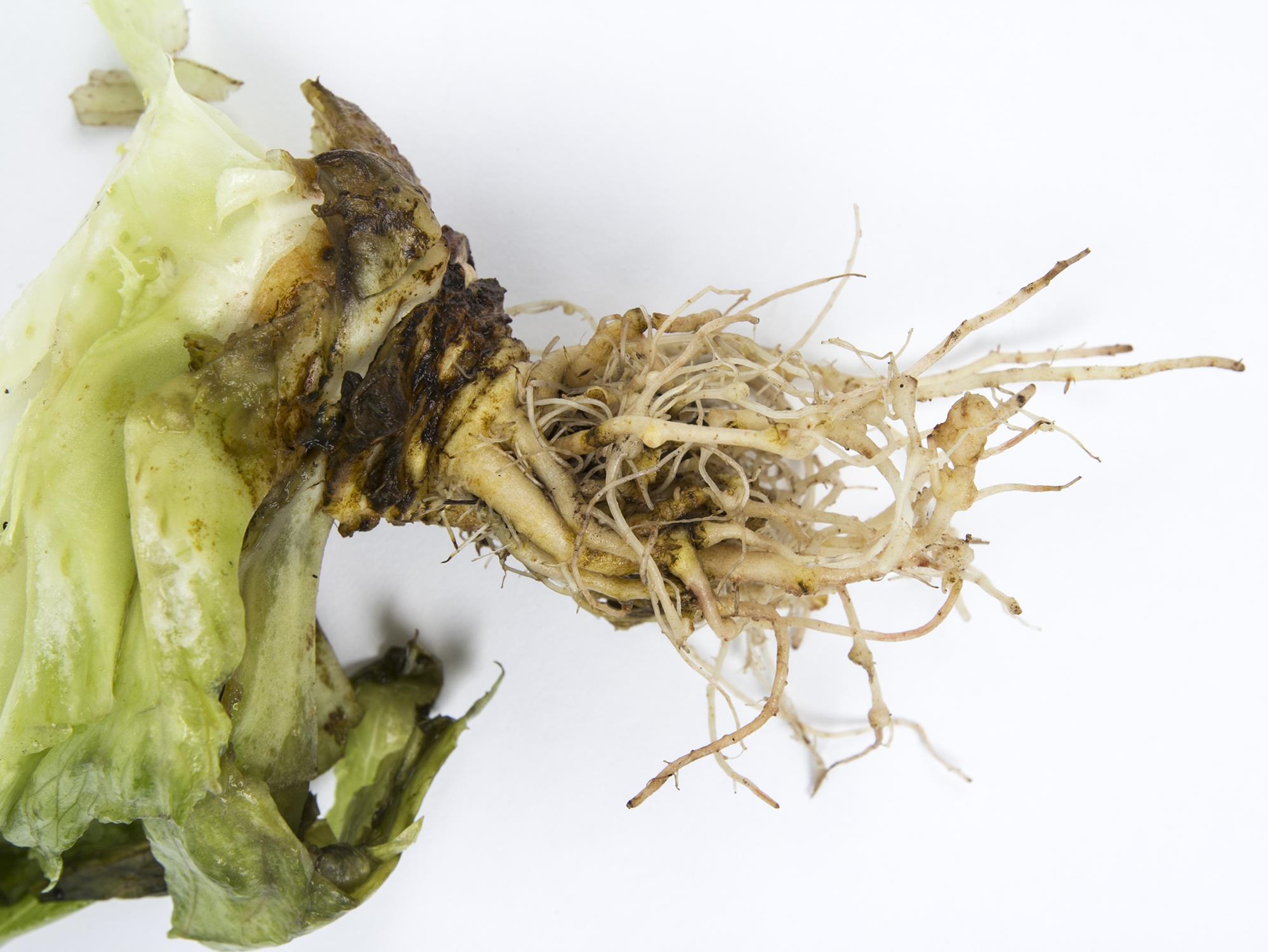 Laboratoire d'expertise et de diagnostic en phytoprotection - MAPAQ