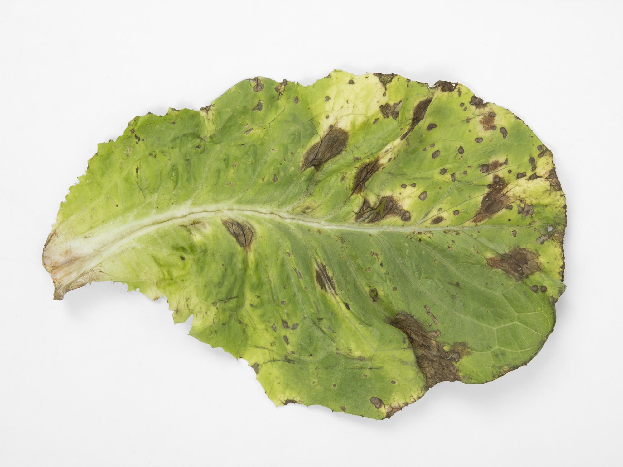 Laboratoire d'expertise et de diagnostic en phytoprotection - MAPAQ