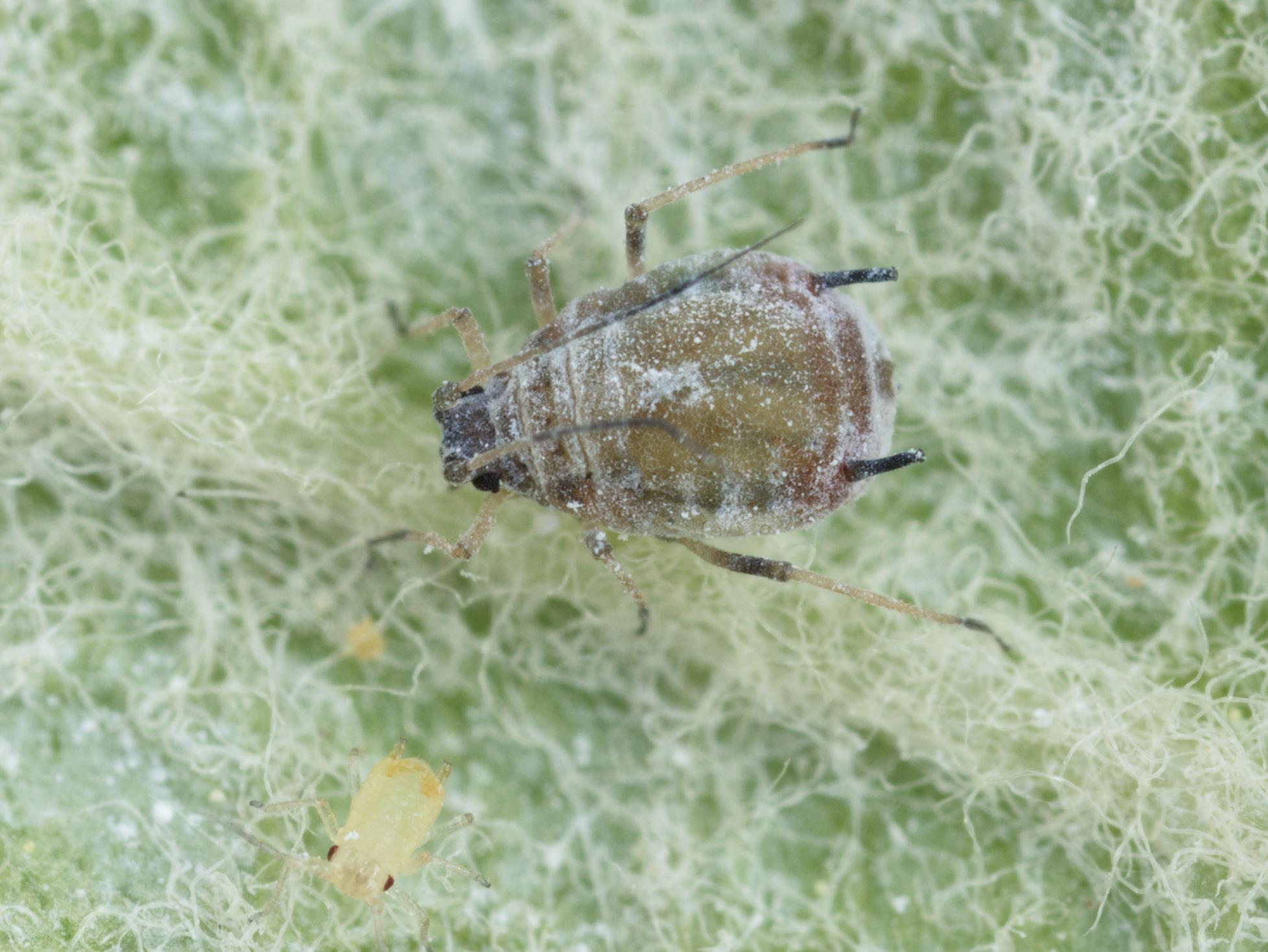 Laboratoire d'expertise et de diagnostic en phytoprotection - MAPAQ