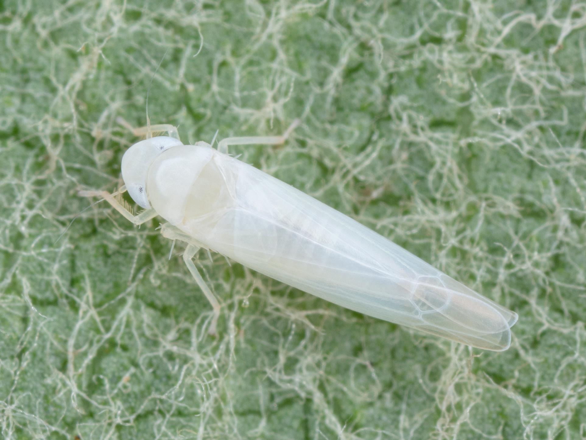 Laboratoire d'expertise et de diagnostic en phytoprotection - MAPAQ