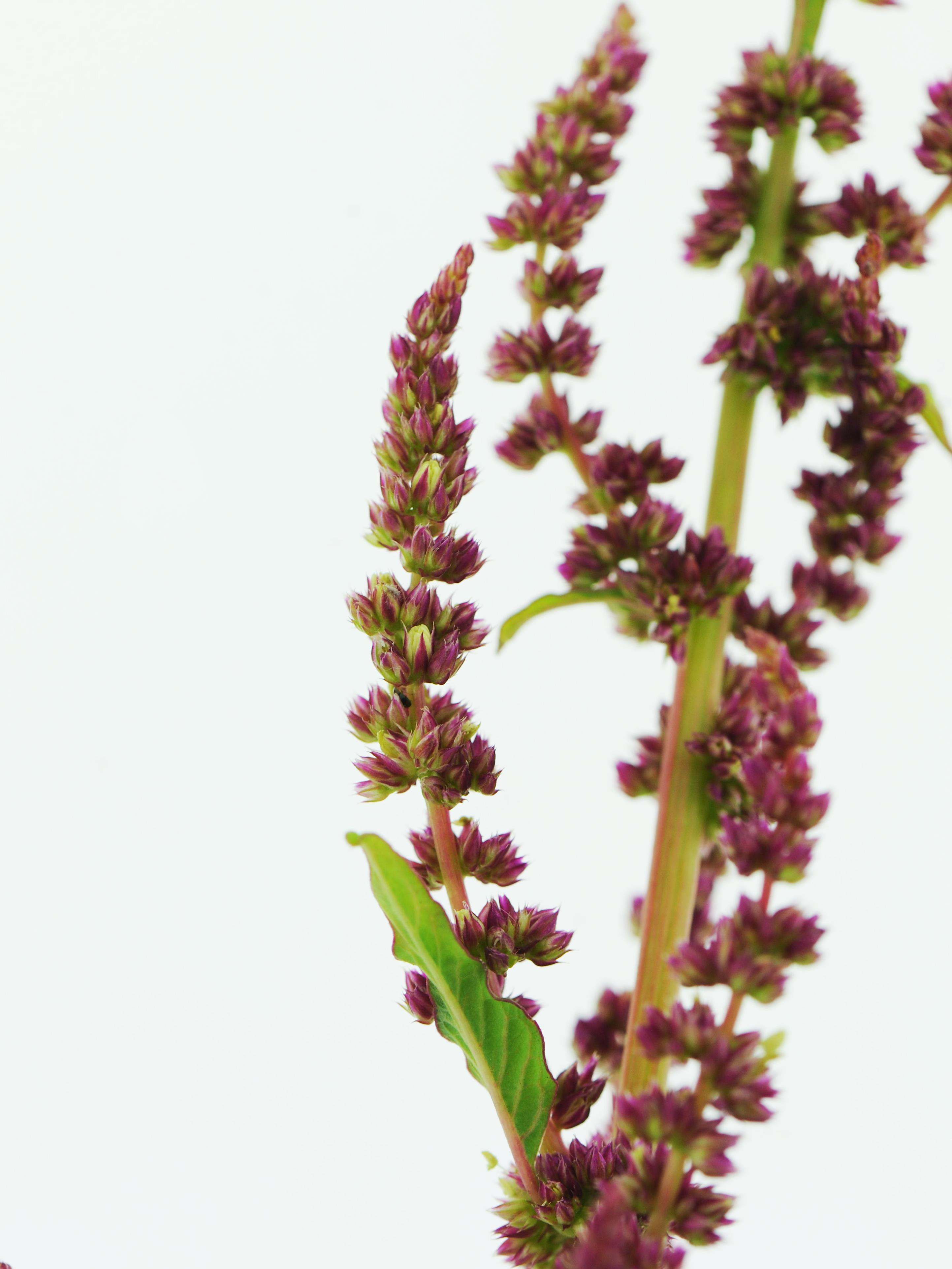 IRIIS phytoprotection Fiche technique, Amarante tuberculée (syn
