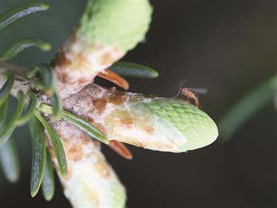Ministère de l'Agriculture, des Pêcheries et de l'Alimentation