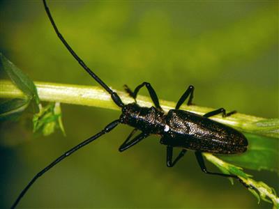 Ministère des Forêts, de la Faune et des Parcs du Québec