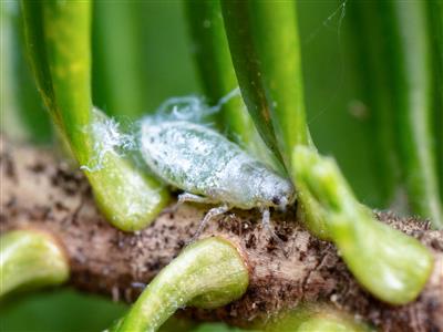 Laboratoire d'expertise et de diagnostic en phytoprotection - MAPAQ