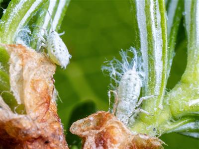 Laboratoire d'expertise et de diagnostic en phytoprotection - MAPAQ