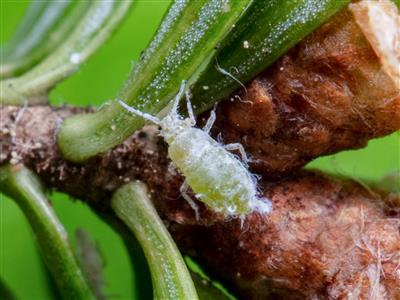 Laboratoire d'expertise et de diagnostic en phytoprotection - MAPAQ