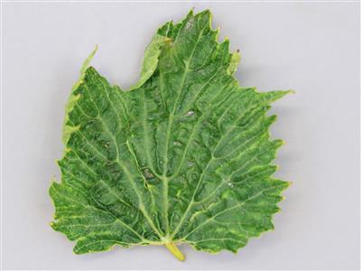 Laboratoire d'expertise et de diagnostic en phytoprotection - MAPAQ