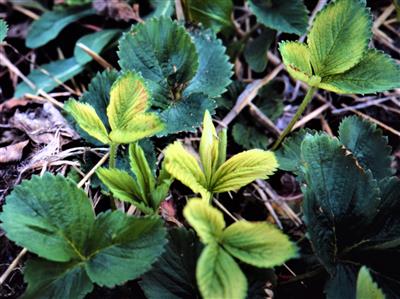 Laboratoire de diagnostic en phytoprotection