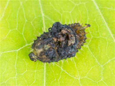 Laboratoire d'expertise et de diagnostic en phytoprotection - MAPAQ