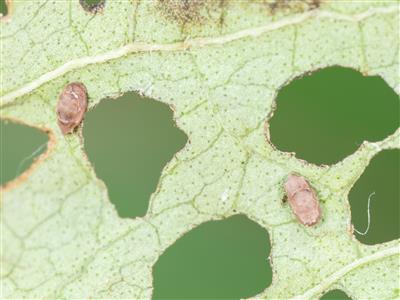 Laboratoire d'expertise et de diagnostic en phytoprotection - MAPAQ