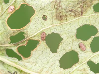 Laboratoire d'expertise et de diagnostic en phytoprotection - MAPAQ