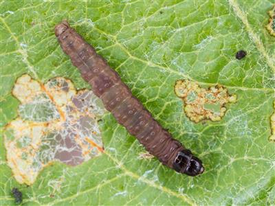Laboratoire d'expertise et de diagnostic en phytoprotection - MAPAQ