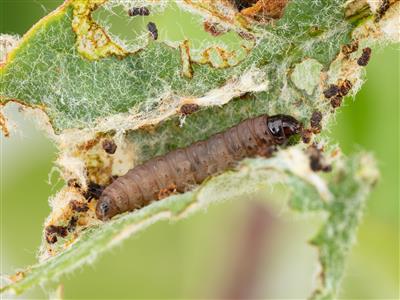 Laboratoire d'expertise et de diagnostic en phytoprotection - MAPAQ