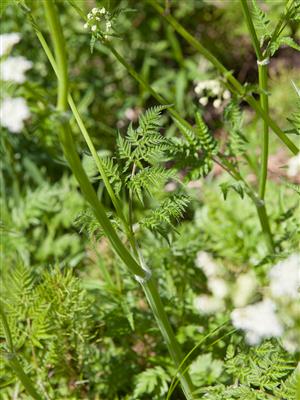 Laboratoire d'expertise et de diagnostic en phytoprotection - MAPAQ