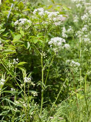 Laboratoire d'expertise et de diagnostic en phytoprotection - MAPAQ