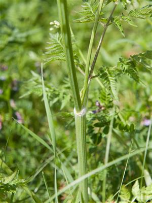 Laboratoire d'expertise et de diagnostic en phytoprotection - MAPAQ