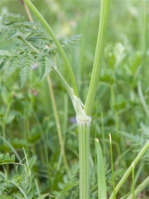 Laboratoire d'expertise et de diagnostic en phytoprotection - MAPAQ