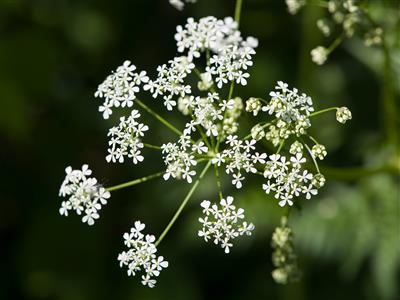 Laboratoire d'expertise et de diagnostic en phytoprotection - MAPAQ