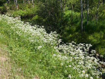 Laboratoire d'expertise et de diagnostic en phytoprotection - MAPAQ