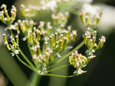 Laboratoire d'expertise et de diagnostic en phytoprotection - MAPAQ