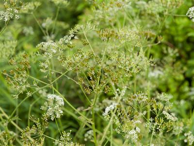 Laboratoire d'expertise et de diagnostic en phytoprotection - MAPAQ