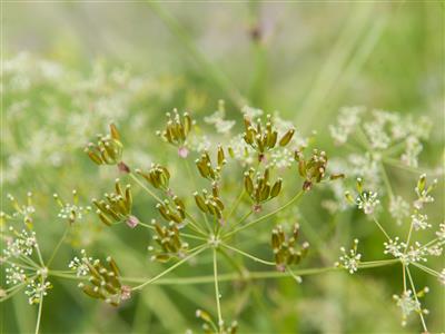Laboratoire d'expertise et de diagnostic en phytoprotection - MAPAQ
