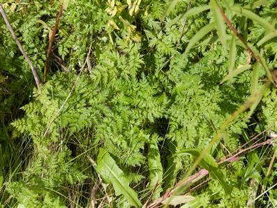 Laboratoire d'expertise et de diagnostic en phytoprotection - MAPAQ