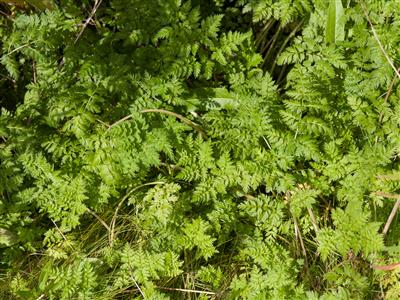 Laboratoire d'expertise et de diagnostic en phytoprotection - MAPAQ