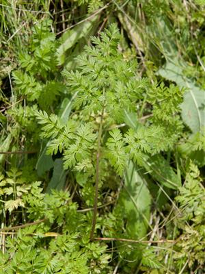 Laboratoire d'expertise et de diagnostic en phytoprotection - MAPAQ