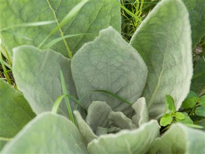 Laboratoire d'expertise et de diagnostic en phytoprotection - MAPAQ