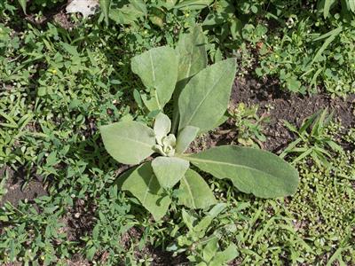 Laboratoire d'expertise et de diagnostic en phytoprotection - MAPAQ